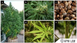 Types of NDPS Substances