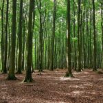 forest3