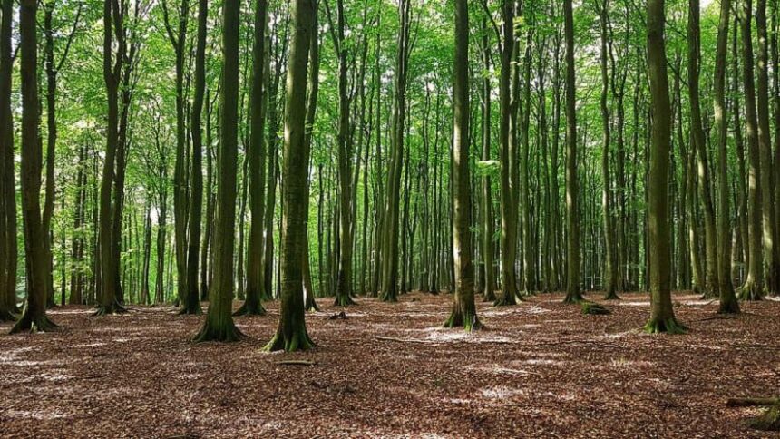 forest3