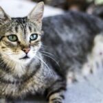 VIER PFOTEN_2016-07-08_011-5184x2712-1200x628